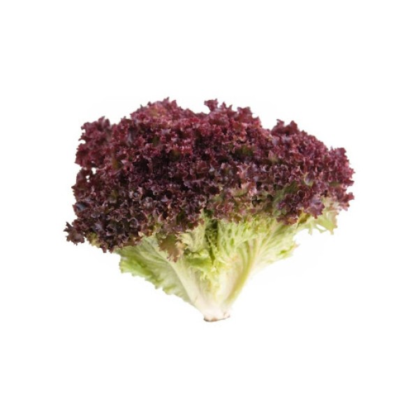 Lechuga Morada