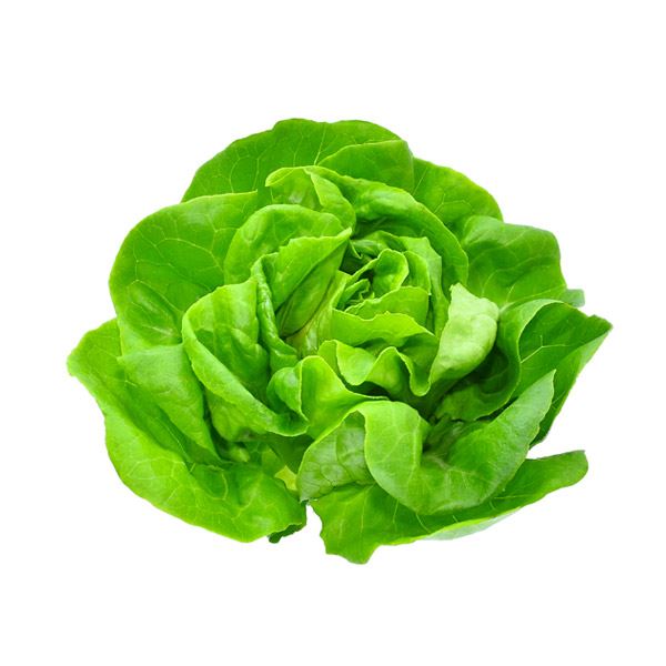 Lechuga Mantecosa